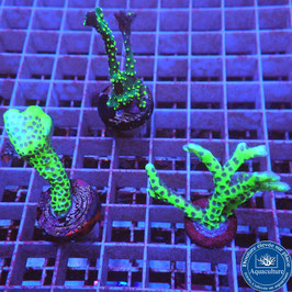 Trio SPS "Toxic Green"