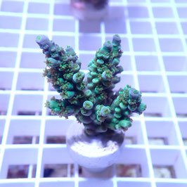 Acropora tenuis Indo. (Réf. 0-32)