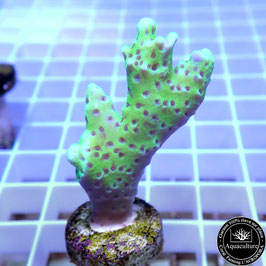 Montipora "Incredible Hulk" (3)