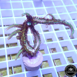Seriatopora hystrix bicolore