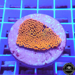 Montipora Rainbow encroûtant