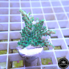 Acropora solytariensis (Plateau) (Réf. 1-01)