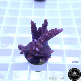 Acropora valida violet Indo. (Réf. 3-34)