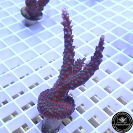 Acropora "Blueberry Mint" (Réf. 4-03)