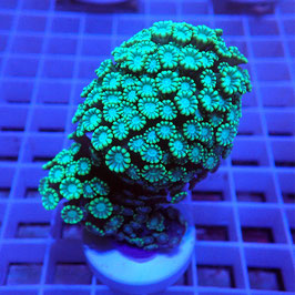 Alveopora bicolore (4)