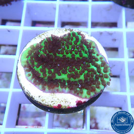 Montipora spongodes