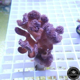 Pavona decussata