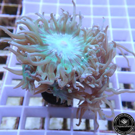 Duncanopsamia axifuga (2)