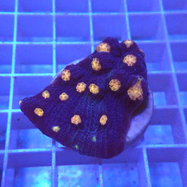 Mycedium robokaki Volcano Island (2)