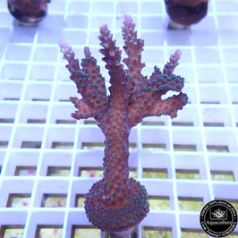 Acropora "Blueberry Mint" (Réf. 4-04)
