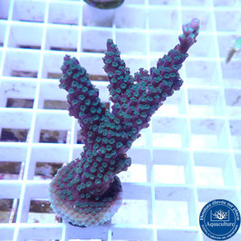 Acropora "Blueberry Mint" (Réf. 4-03)