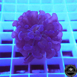 Euphyllia parancora Black Gold (Réf. EU-21)