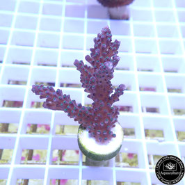 Acropora "Blueberry Mint" (Réf. 4-12)