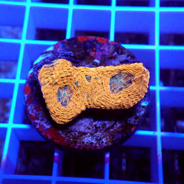 Acanthastrea echinata Ultra (Réf. AE-20)
