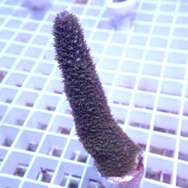Acropora abrolhosensis bleu (Réf. 0-23)