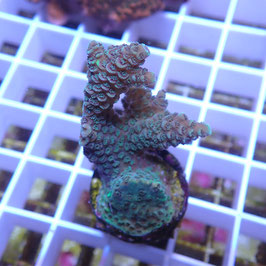 Acropora millepora (Réf. 2-11)