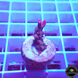 Acropora Pink divaricata (Réf. 0-08)