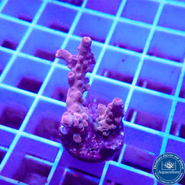 Acropora AS microclados Indo. (Réf. 0-27)