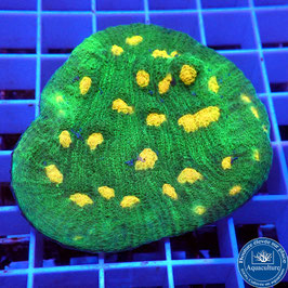 Mycedium robokaki Space Invaders (3)