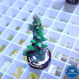 Acropora AS Toxic Green (Réf. 3-01)