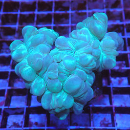 Nemenzophyllia turbida (2)