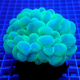 Plerogyra sinuosa vert fluo (6)