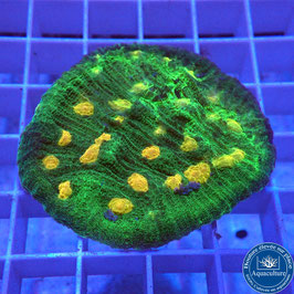Mycedium robokaki Space Invaders (3)