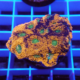 Acanthastrea echinata Ultra (Réf. AE-27)