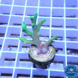 Acropora AS caroliniana (Réf. 5-22)