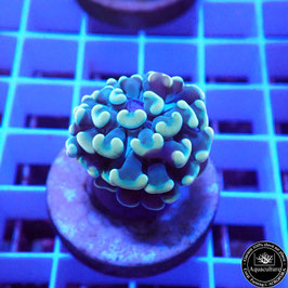 Euphyllia parancora orangé (Réf. EU-23)