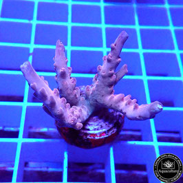 Acropora microclados Indo. (Réf. 0-06)
