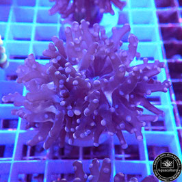 Euphyllia paradivisa orangé (Réf. EU-25)