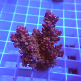 Acropora Red divaricata (Réf. 2-03)