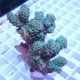 Acropora sarmentosa Australie (Réf. 2-30)