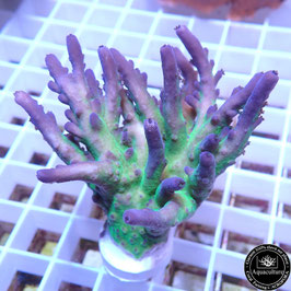 Acropora Strong Peppermint (Réf. 1-07)