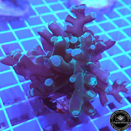 Euphyllia paradivisa (Réf. EU-28)