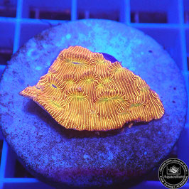 Leptoseris Jack O' Lantern (2)