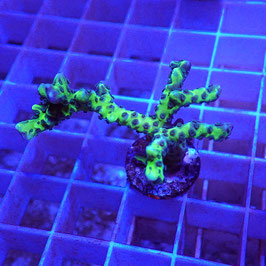 Anacropora Green Goblin (5)