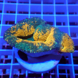 Lobophyllia coeur vert (L-06)