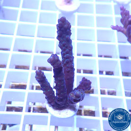Acropora AS valida violet (Réf. 5-11)