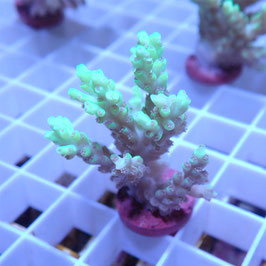 Acropora aculeus Australie (Réf. 1-38)