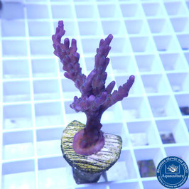 Acropora AS valida violet (Réf. 5-04)