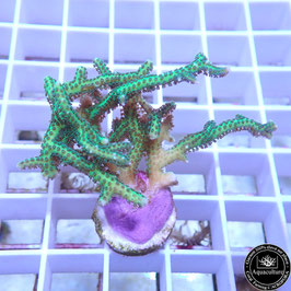 Seriatopora hystrix vert (2)