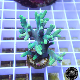 Acropora caroliniana (Réf. 1-11)