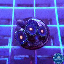 Zoanthus Eye of Rah