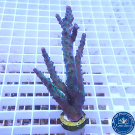 Acropora AS austera (Réf. 0-39)