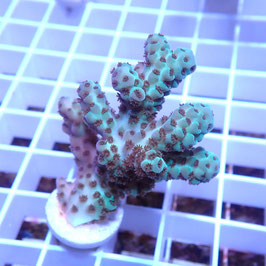 Acropora sarmentosa Australie (Réf. 2-34)