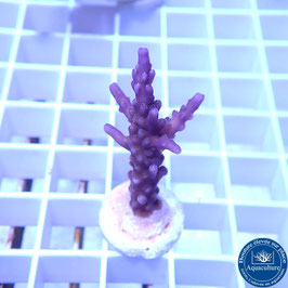 Acropora AS valida violet (Réf. 5-14)