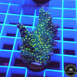 Montipora hirsuta polypes fluos (4)