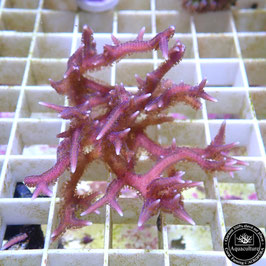 Seriatopora hystrix rose